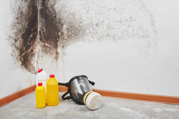 Best Toxic Mold Removal  in Gasport, NY