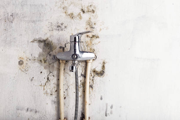 Best Residential Mold Removal  in Gasport, NY