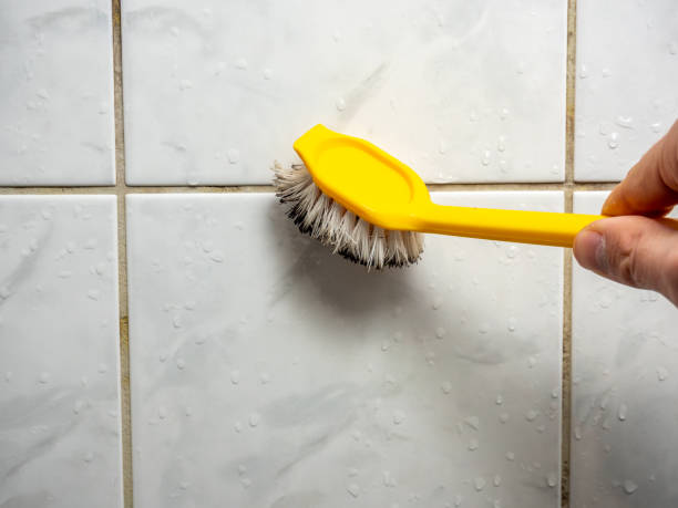 Best Best Mold Removal Companies  in Gasport, NY