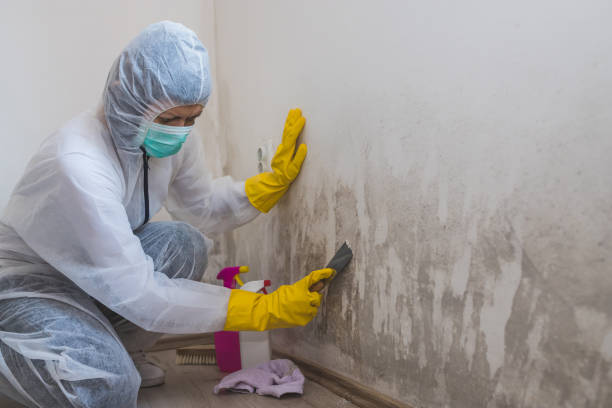 Best Mold Remediation  in Gasport, NY