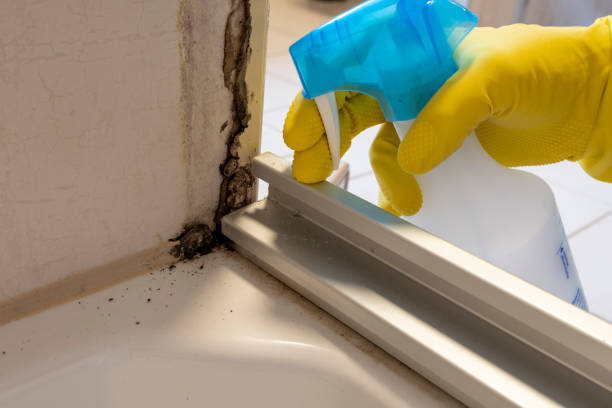 Attic Mold Removal in Gasport, NY