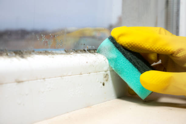 Best Mold Testing  in Gasport, NY