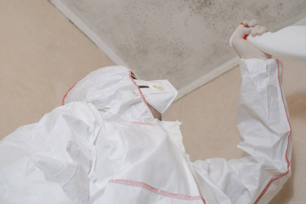 Best Certified Mold Removal  in Gasport, NY