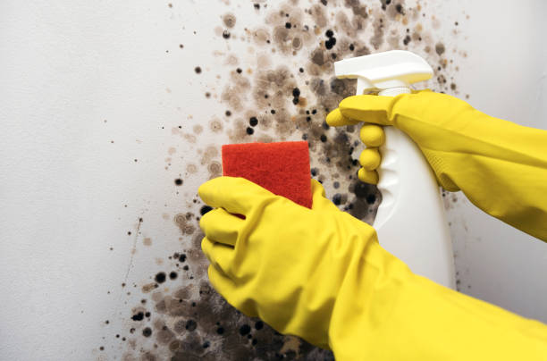 Best Commercial Mold Removal  in Gasport, NY