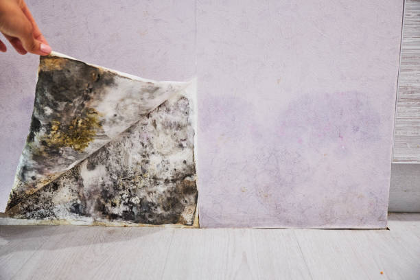 Best Attic Mold Removal  in Gasport, NY
